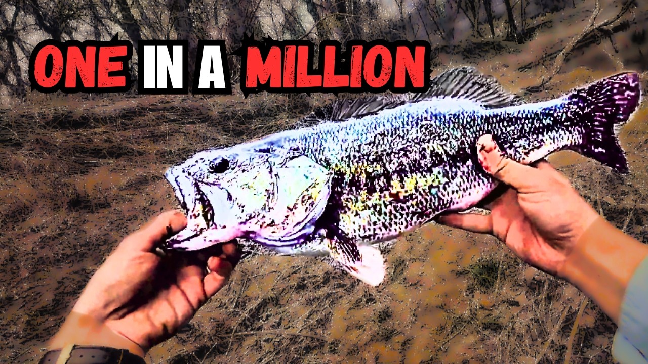 This Lure just SLAPT the River Record! (Spring Bass Fishing)