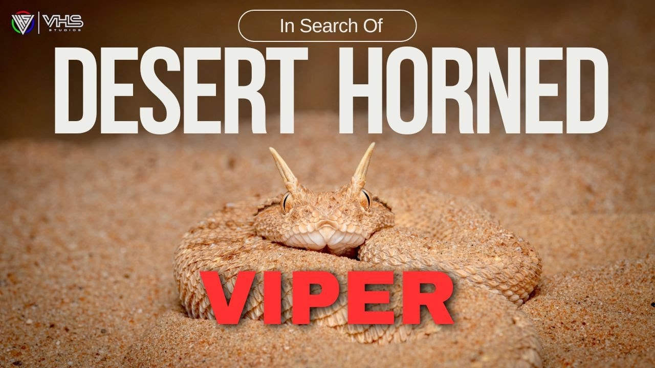 Herping: In Search of the Desert Horned Viper #herping #viper #snakes #hornedviper
