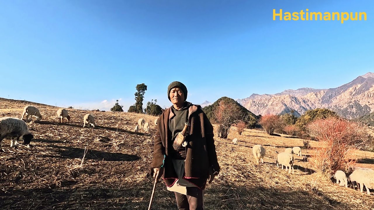 Life of Shepherd in Winter | Feeding Tree Leaves to Sheep 