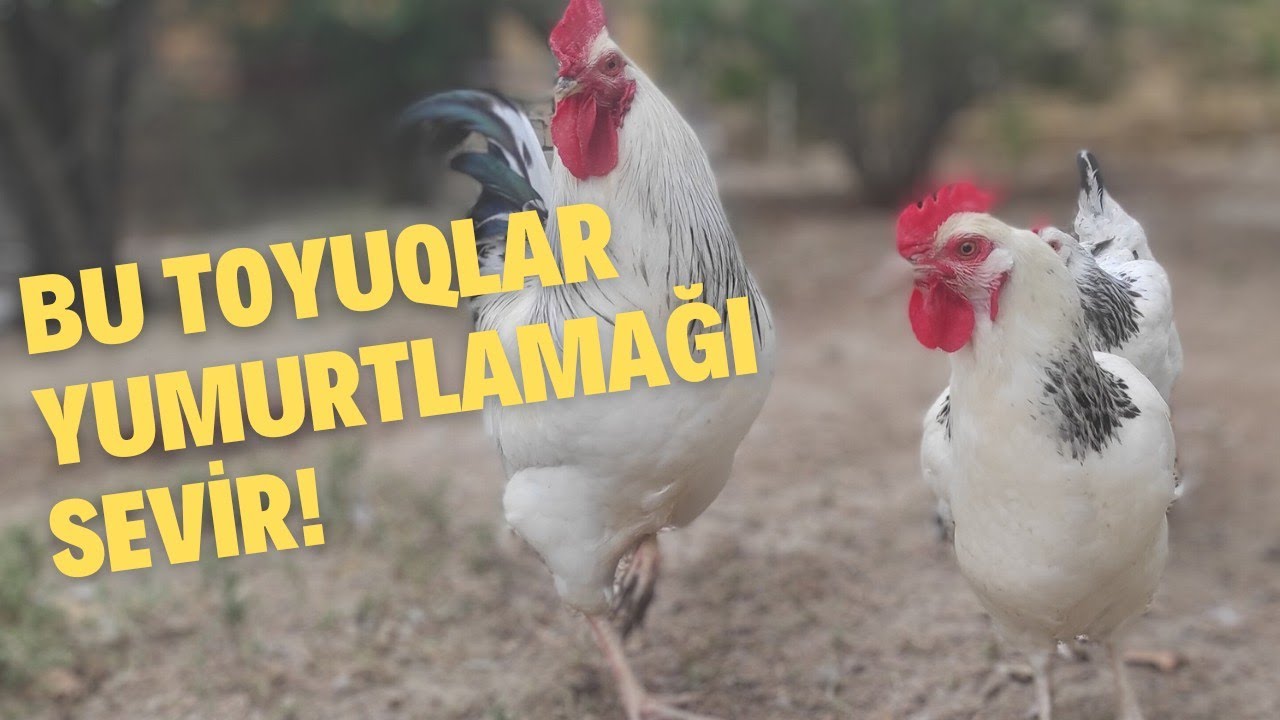 Bu toyuqlar ən çox yumurtlayan toyuqlardandır!