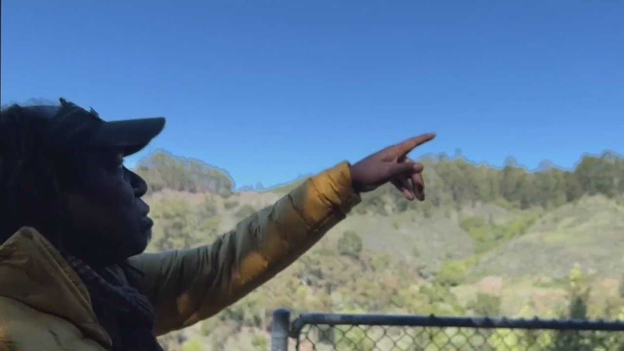 Famous UC Berkeley falcons part of wild raptor community documented by falconer Shawn Hayes