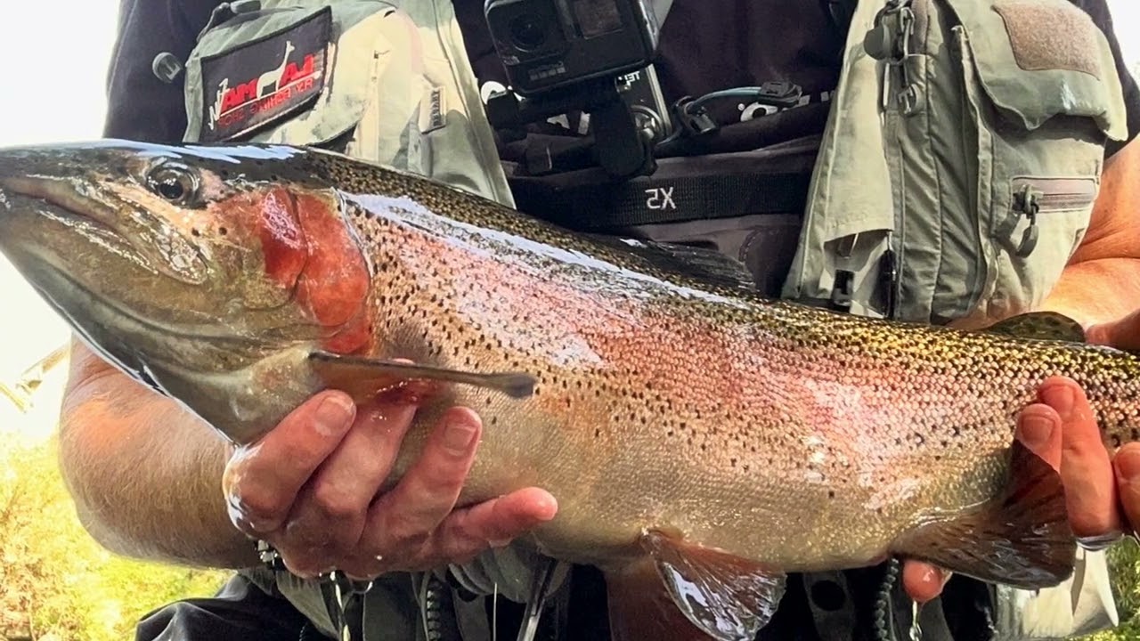 Flyfishing in Slovakia | River Váh | Rainbow trouts