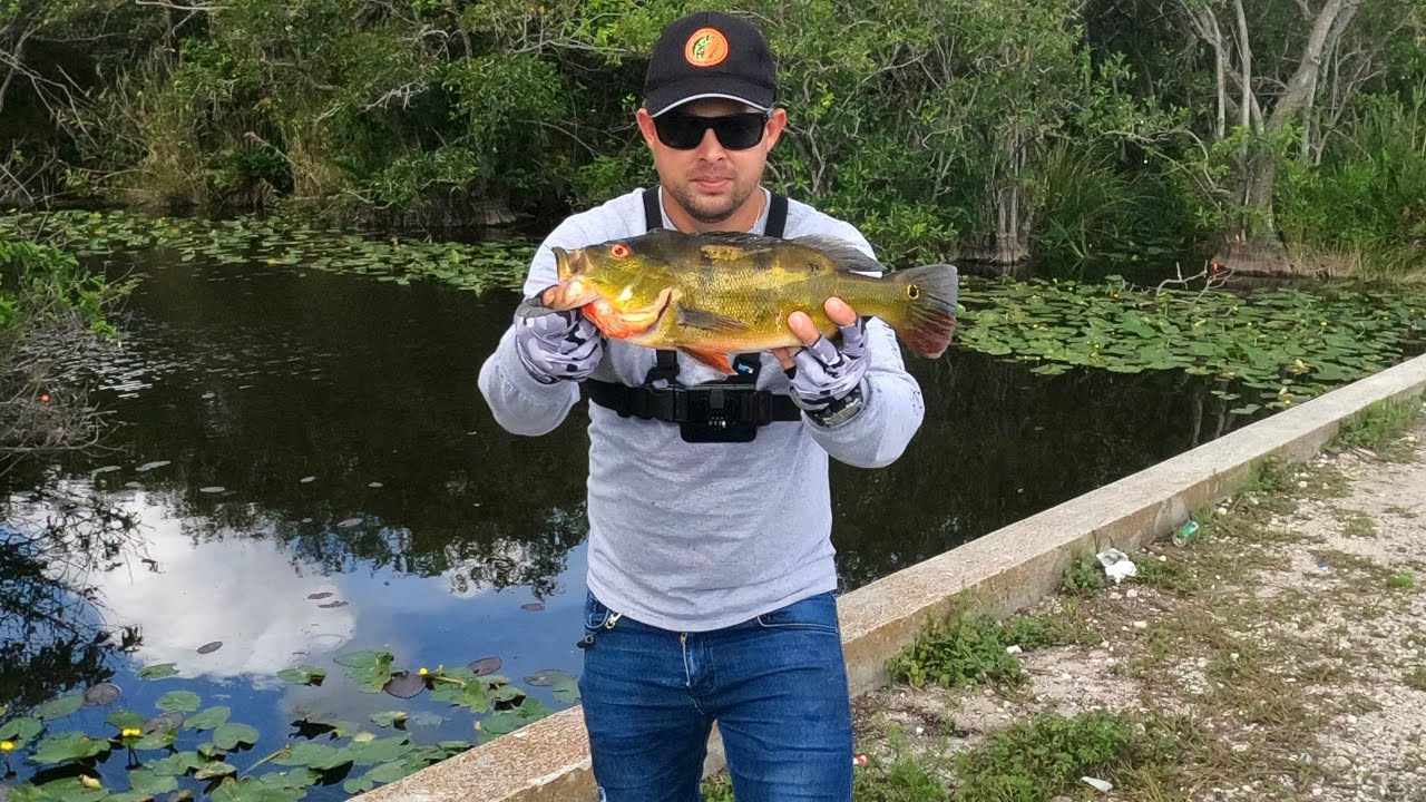 Pesca  Variada con SEÑUELOS ARTIFICIALES en canales de Miami.