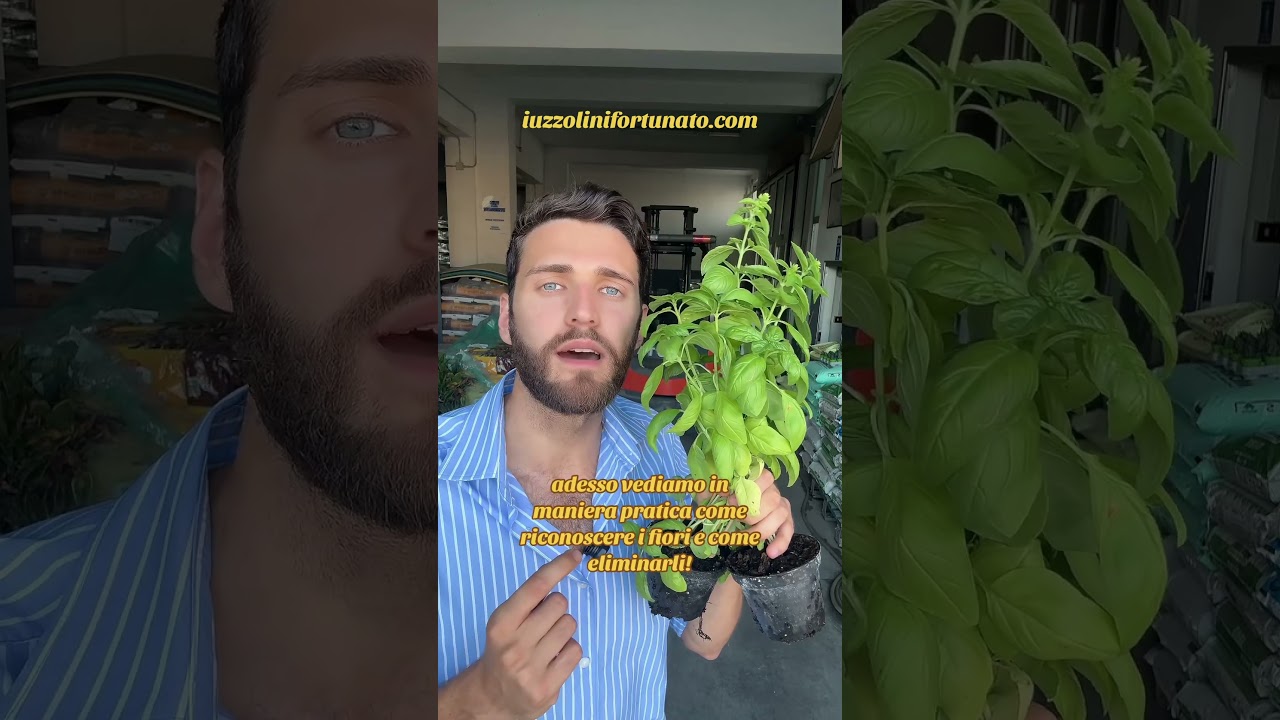 Ecco come potare il basilico! 🌱👌