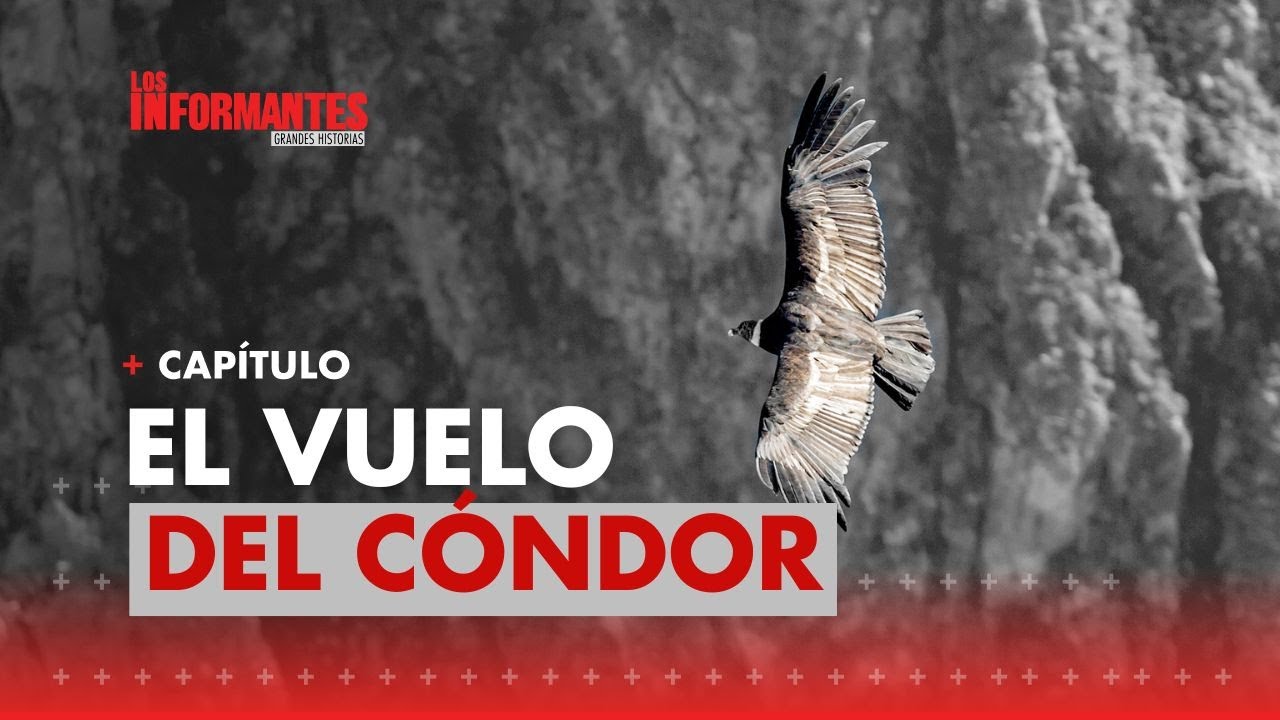 El cóndor de los Andes al borde de la extinción: una lucha por su supervivencia - Los Informantes