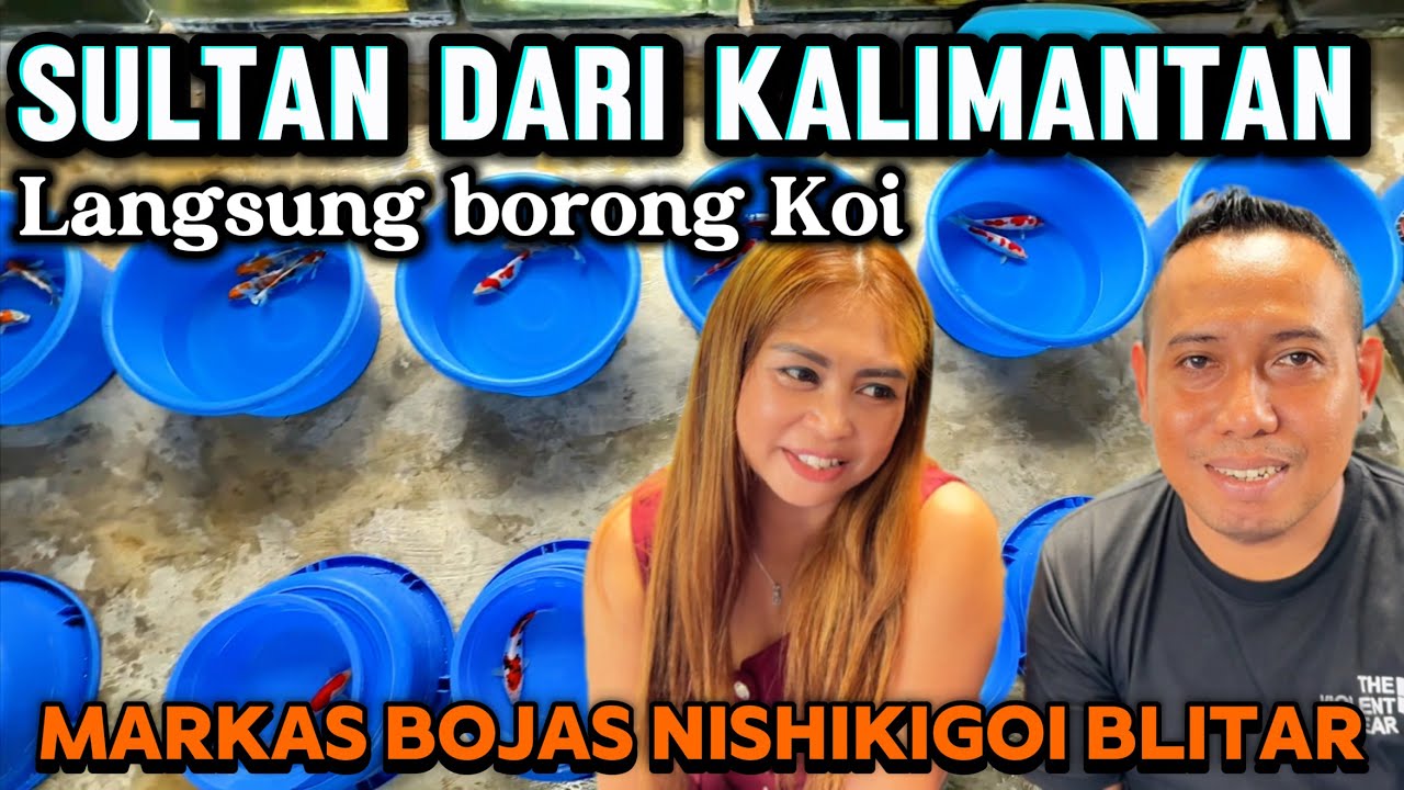 Sultan dari Kalimantan langsung borong di tempat ini🤩🤩‼️review harga Koi di Bojas Nishikigoi Blitar 