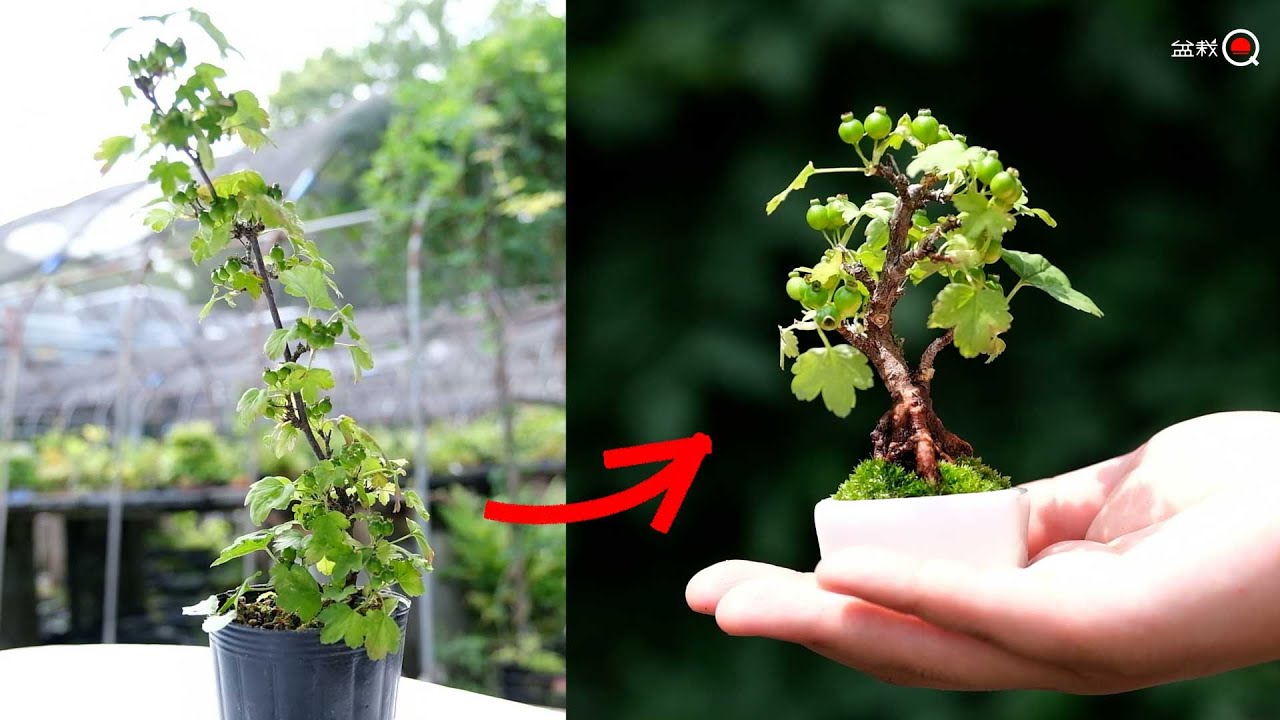 素材から展示できるほどの豆盆栽を作る方法。ヤブサンザシ【盆栽Q】