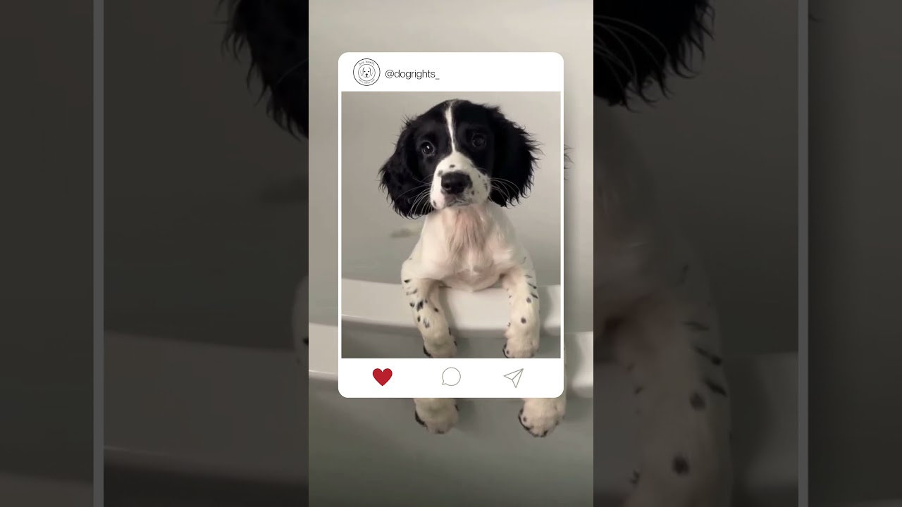 ❤                                    #dog #dogs #doglovers #dogvideos #dogoftheday #dogslife