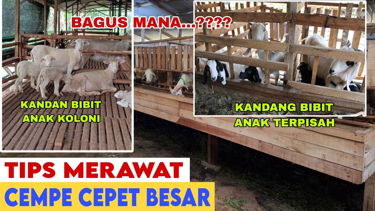 TIPS KANDANG YANG TEPAT UNTUK INDUK ANAK INDUK MENYUSUI AGAR CEMPE CEPAT TUMBUH BESAR