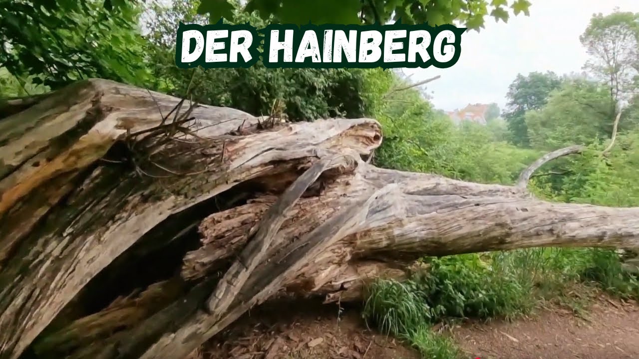 Der Hainberg ( Naturschutzgebiet) Teil 1ℹ️nfo Video