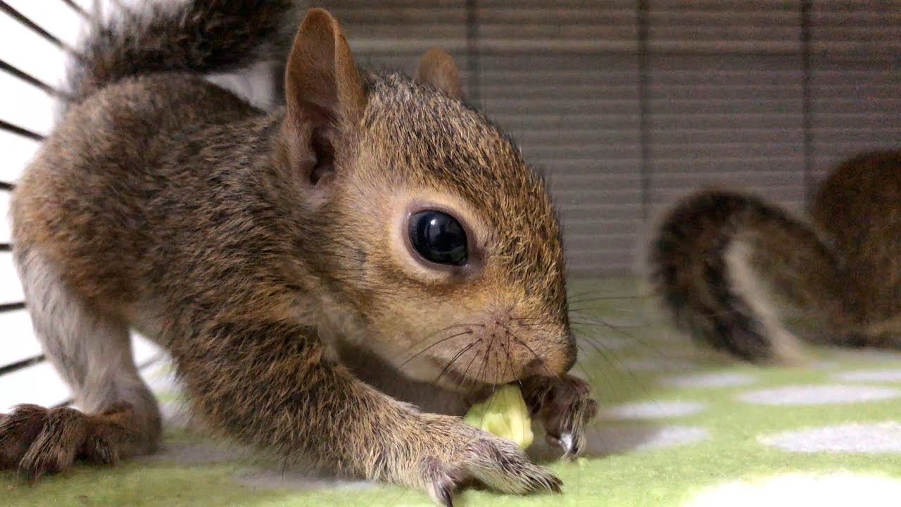 CUTEST VIDEO EVER? BABY SQUIRRELS TRY AVOCADO! OMG! 😍😍😍