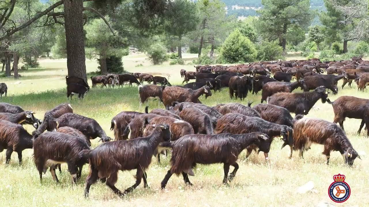 La raza caprina del Guadarrama