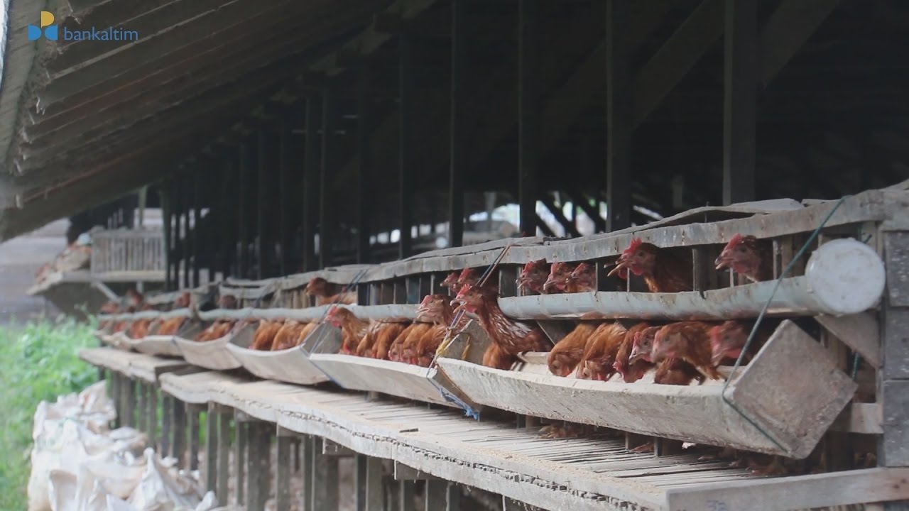 Bankaltim Kredit 4S di Kabupaten Penajam Paser Utara