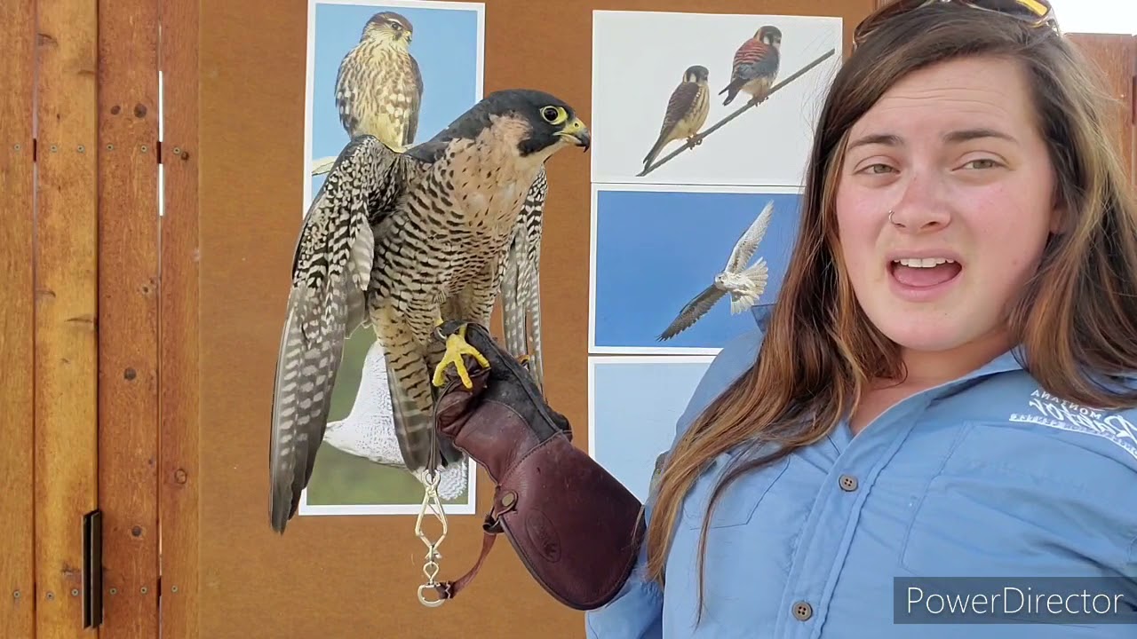 Falcon Identification