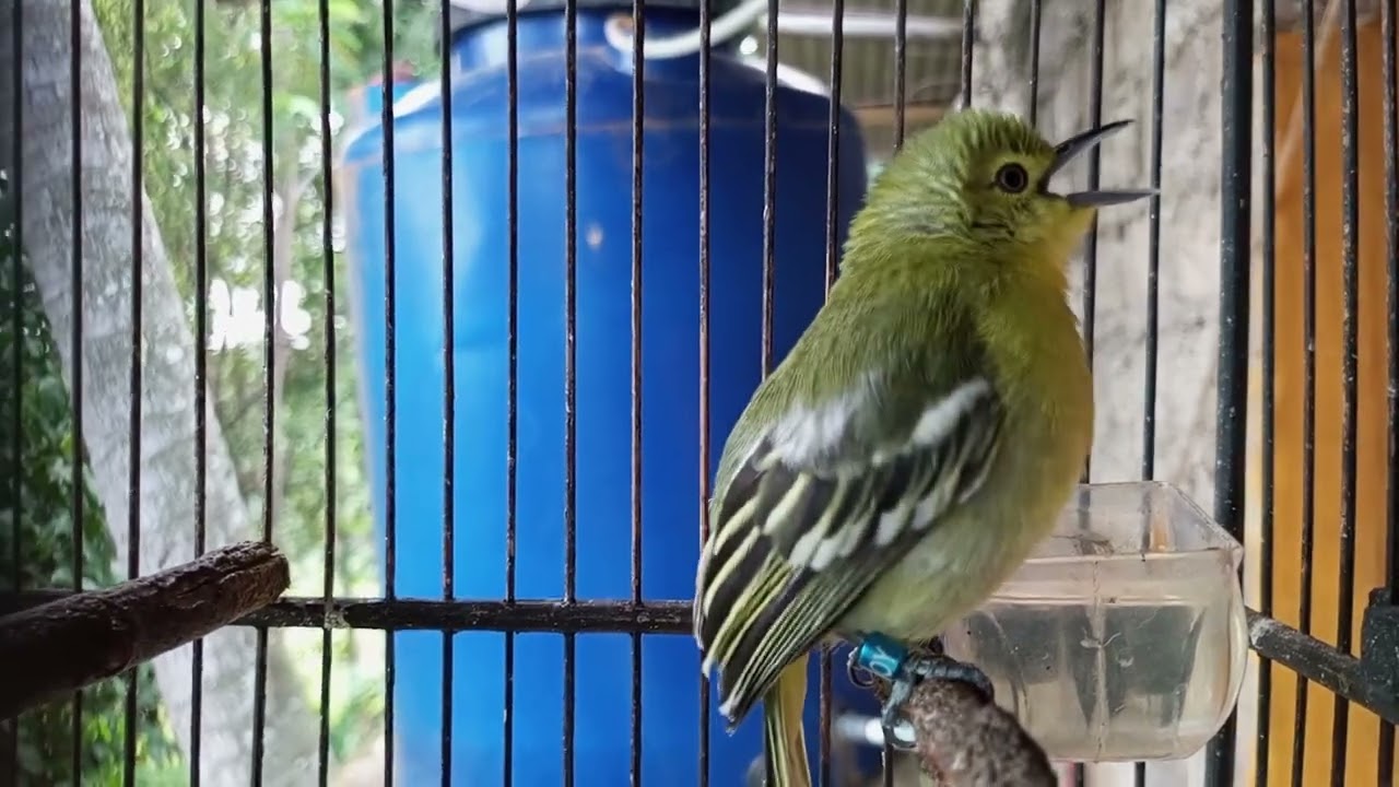 Masteran suara cipoh cipow Sirtu Sirdung full ngetir miriwit