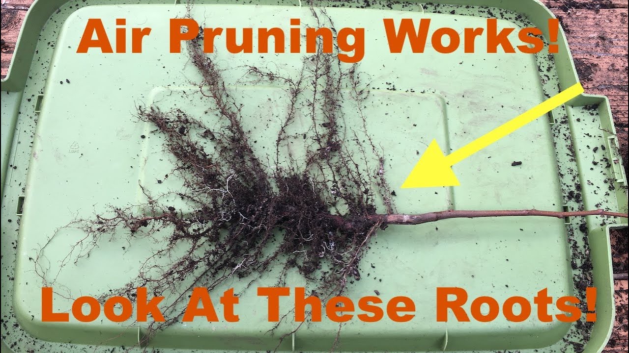 Air Pruning Bed First Harvest - Air Pruning Works!