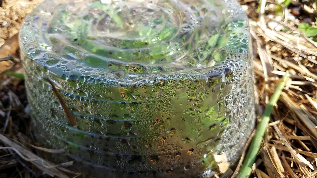 March, 2018 Garden tour, unedited. With organic urban gardening and permaculture.