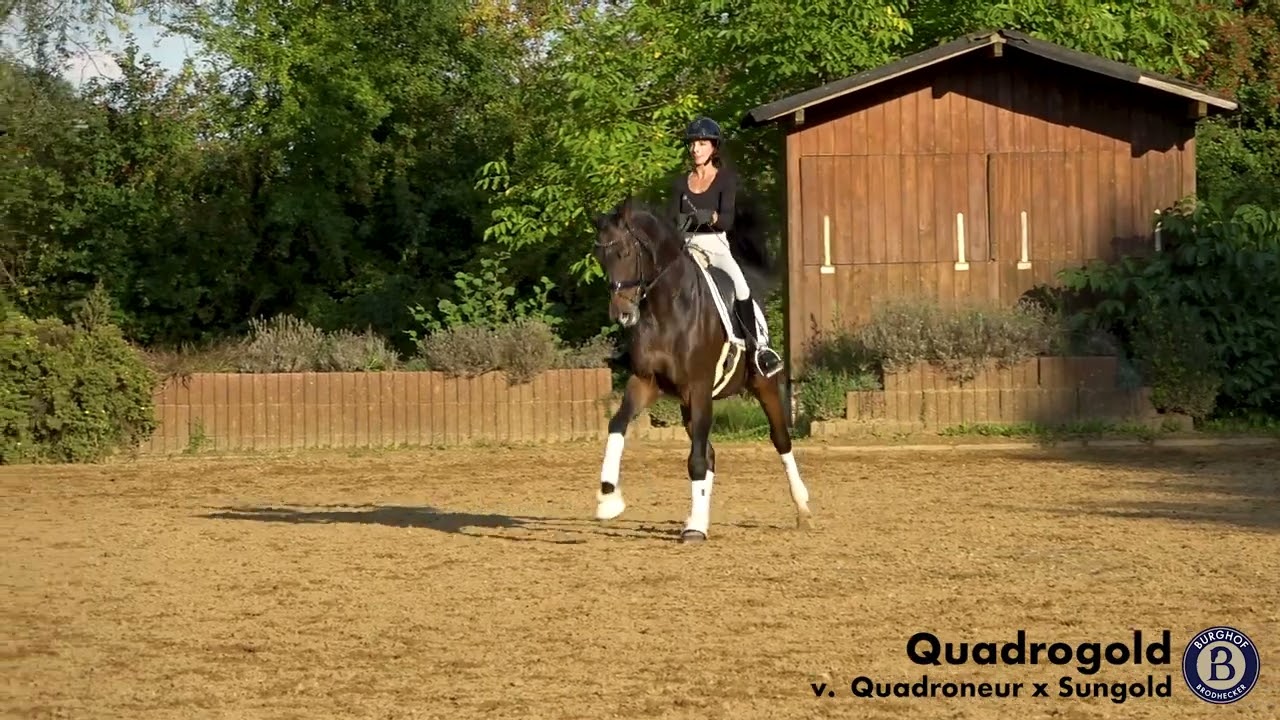 Quadrogold - Wallach - 2016 geboren (Quadroneur x Sungold)