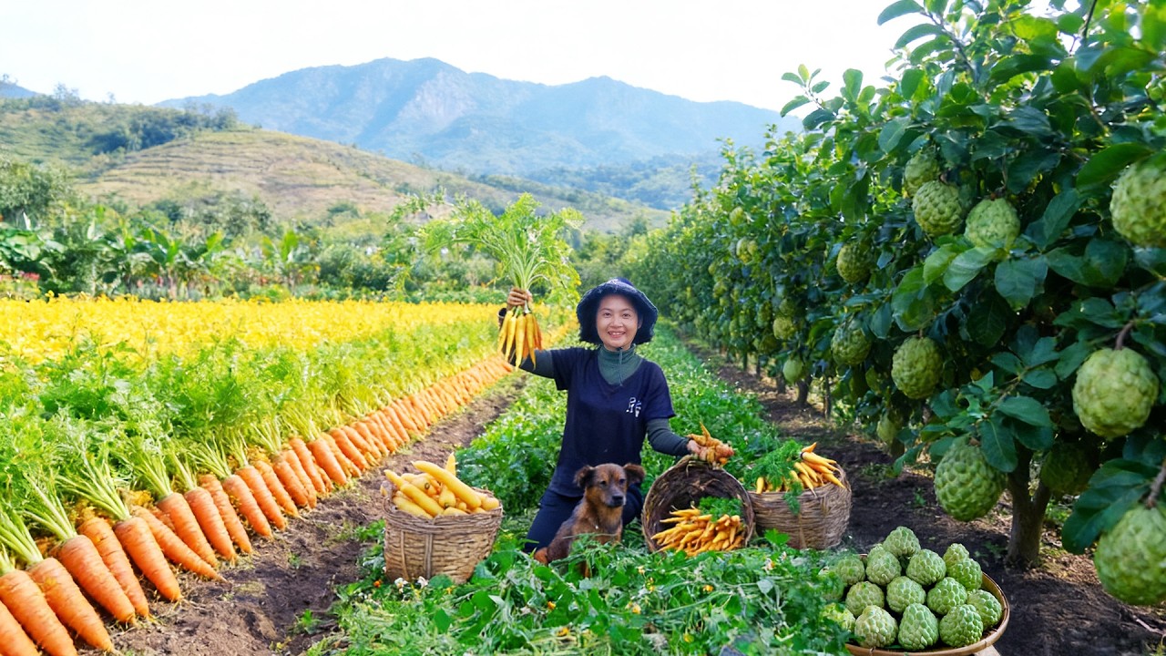 Harvest Carrot To Sell At The Market & Cook With Beef - Weed Garden, Raise Animals