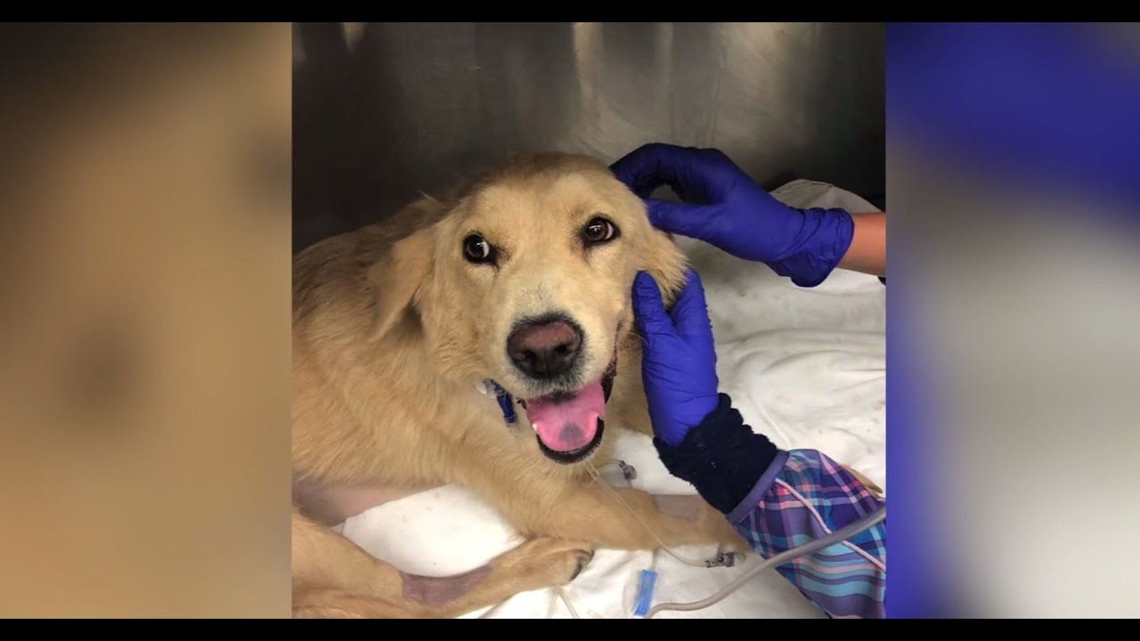 Dog with failing kidneys receives transplant from her own puppy