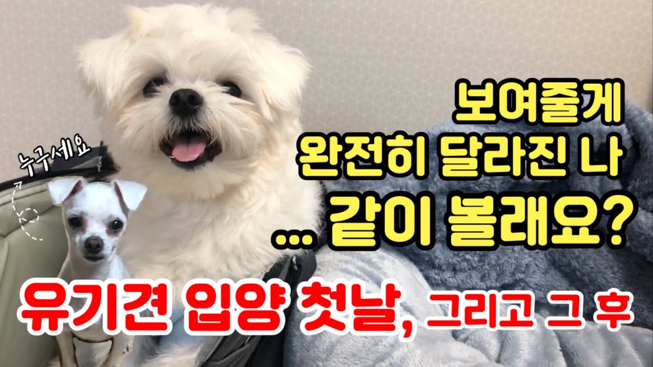 유기견 입양 첫날의 모습, 그리고 3개월동안의 변화 기록🐣✨ (생닭은 잊어줘요!)