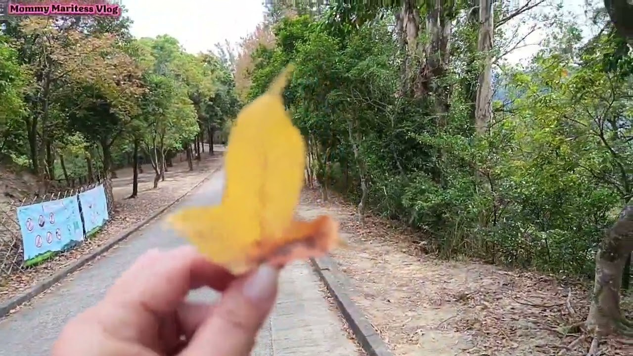Tai Lam Country Park, to sweet gum Woods. @mommymaritessvlog 