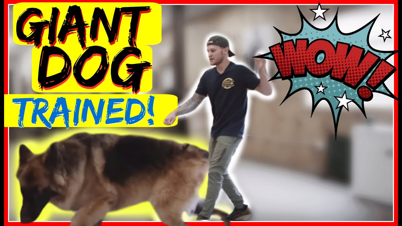 How to Stop a German Shepherd from pulling on the leash - Stop leash pulling now