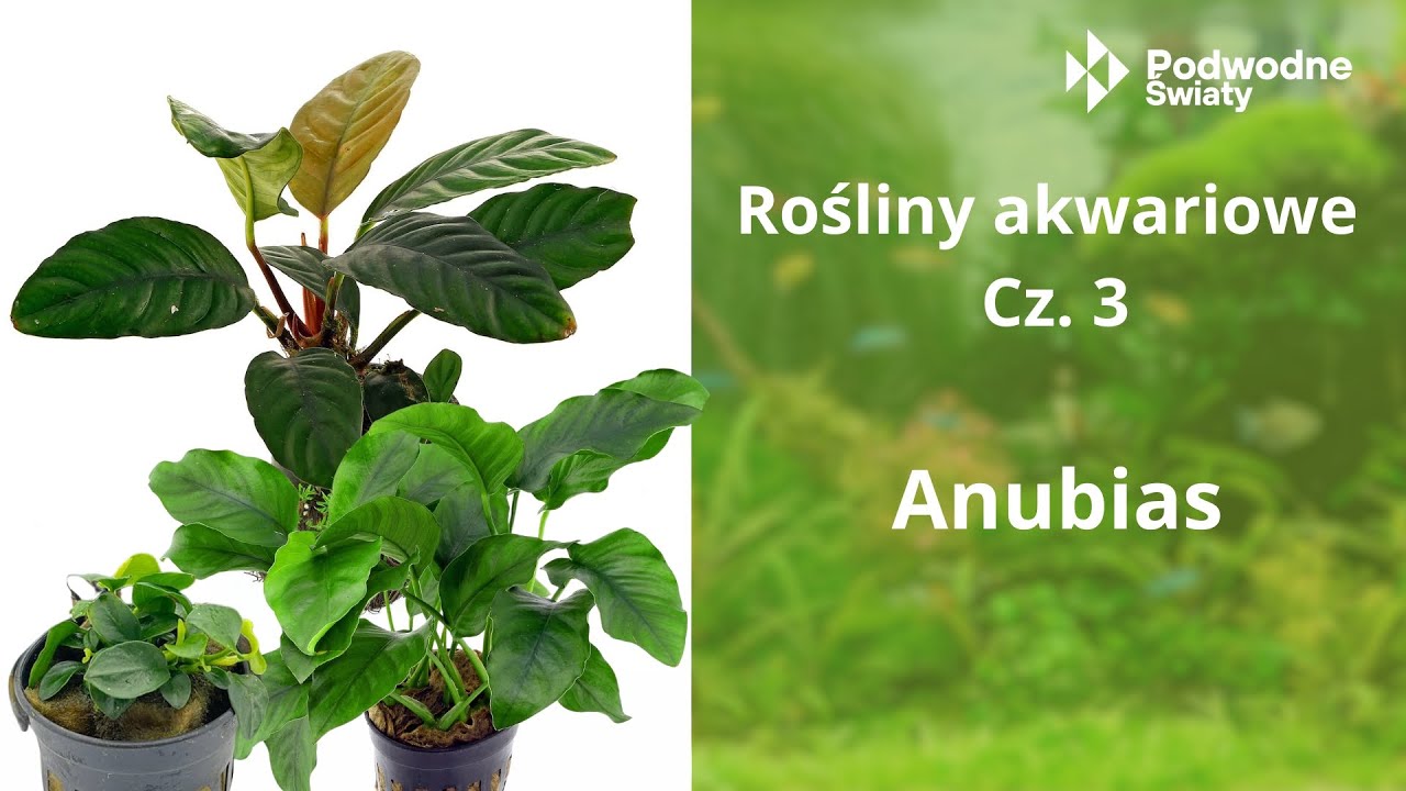 Rośliny akwariowe cz.3  Anubias