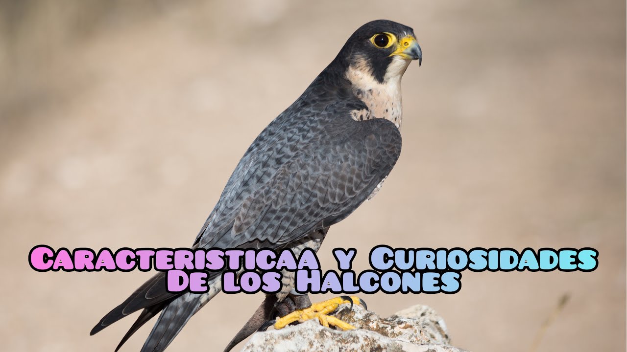 Conoce las caracter&iacute;sticas y curiosidades sobres los halcones