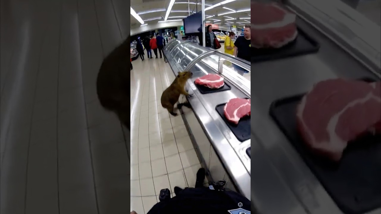 Epic Animal Escape from the Store! 🏃🐾