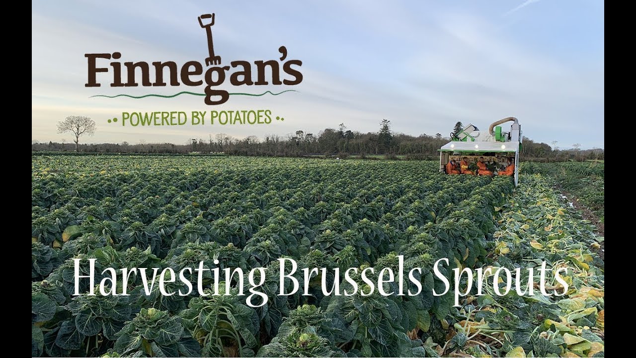 Finnegan's Farm - Harvesting Brussels Sprouts With Tumoba SP4 Harvester- 4K