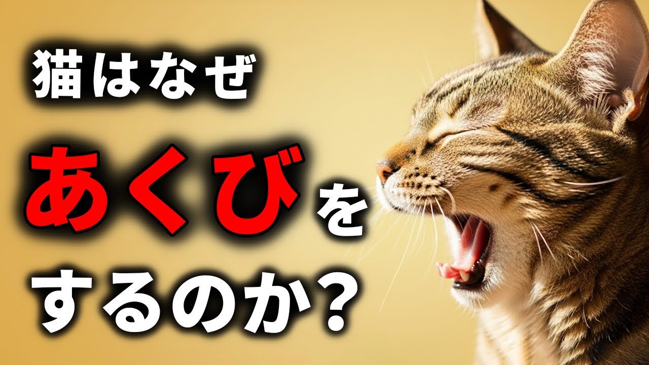 【眠いだけじゃない！】猫があくびをする理由とは？【猫雑学】