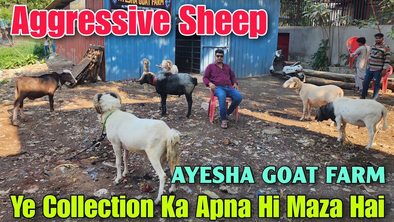 Ye Collection Ka Apna Hi Maza Hai At AYESHA GOAT FARM | Aggressive Sheep In Kalyan