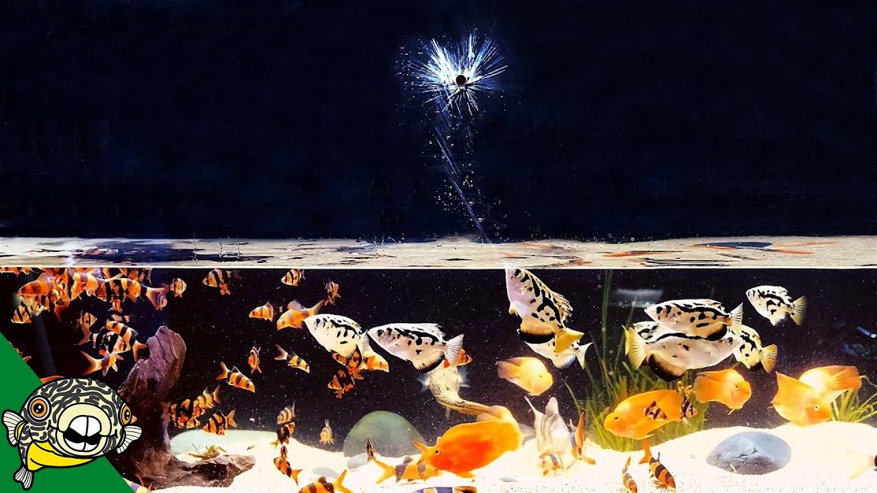 Archer Fish Shoot Down Fish Food!