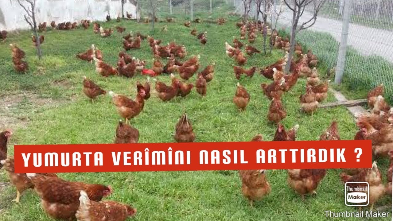 210 TAVUKTAN 1 GÜNDE KAÇ TANE YUMURTA TOPLADIK ? ~ HER YER YUMURTA !!!