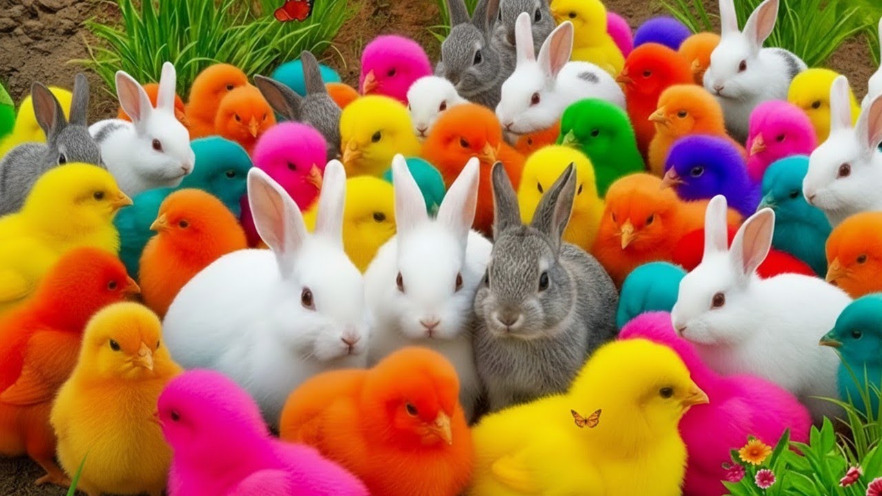 Tangkap Ayam Rainbow Super Gemes 🐔 Warna Warni Terbaru
