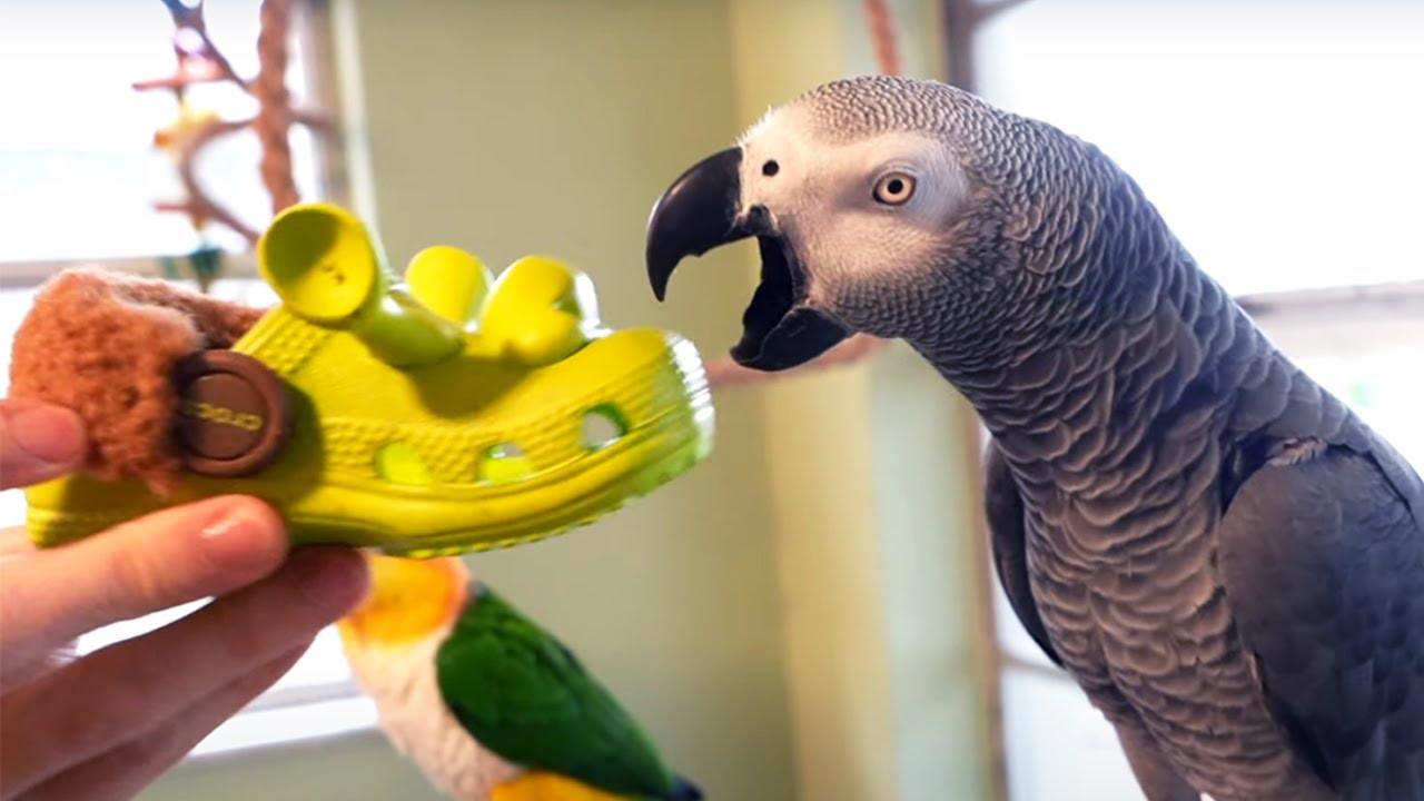 Apollo Pays Taxes? | Live w/ Apollo the Talking Parrot