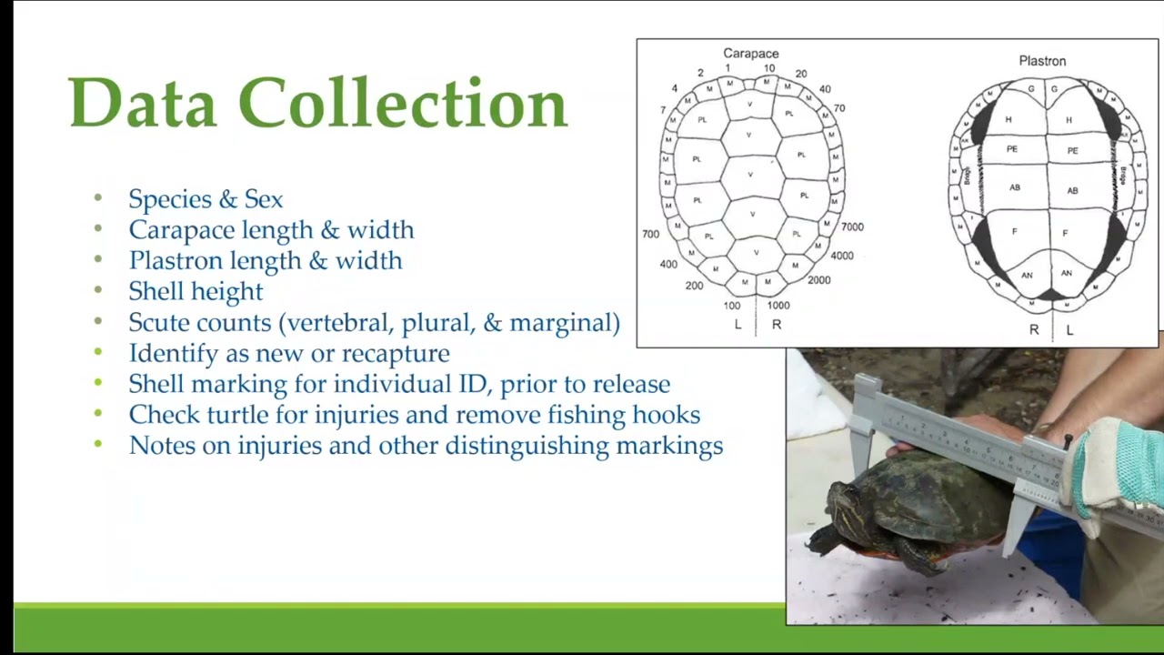 Herp Conservation at the Virginia Living Museum: an Update - Kortney Jaworski, VA Living Museum
