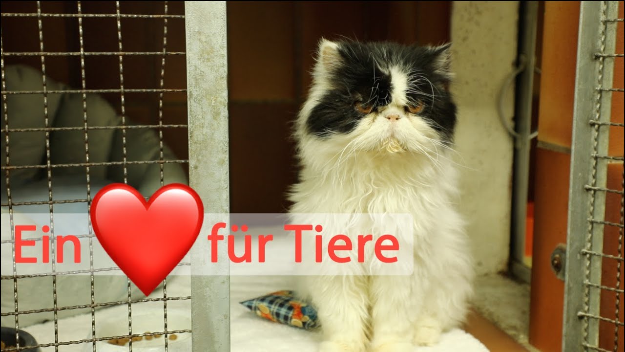 Ein Herz für Tiere - Tierheim Essen
