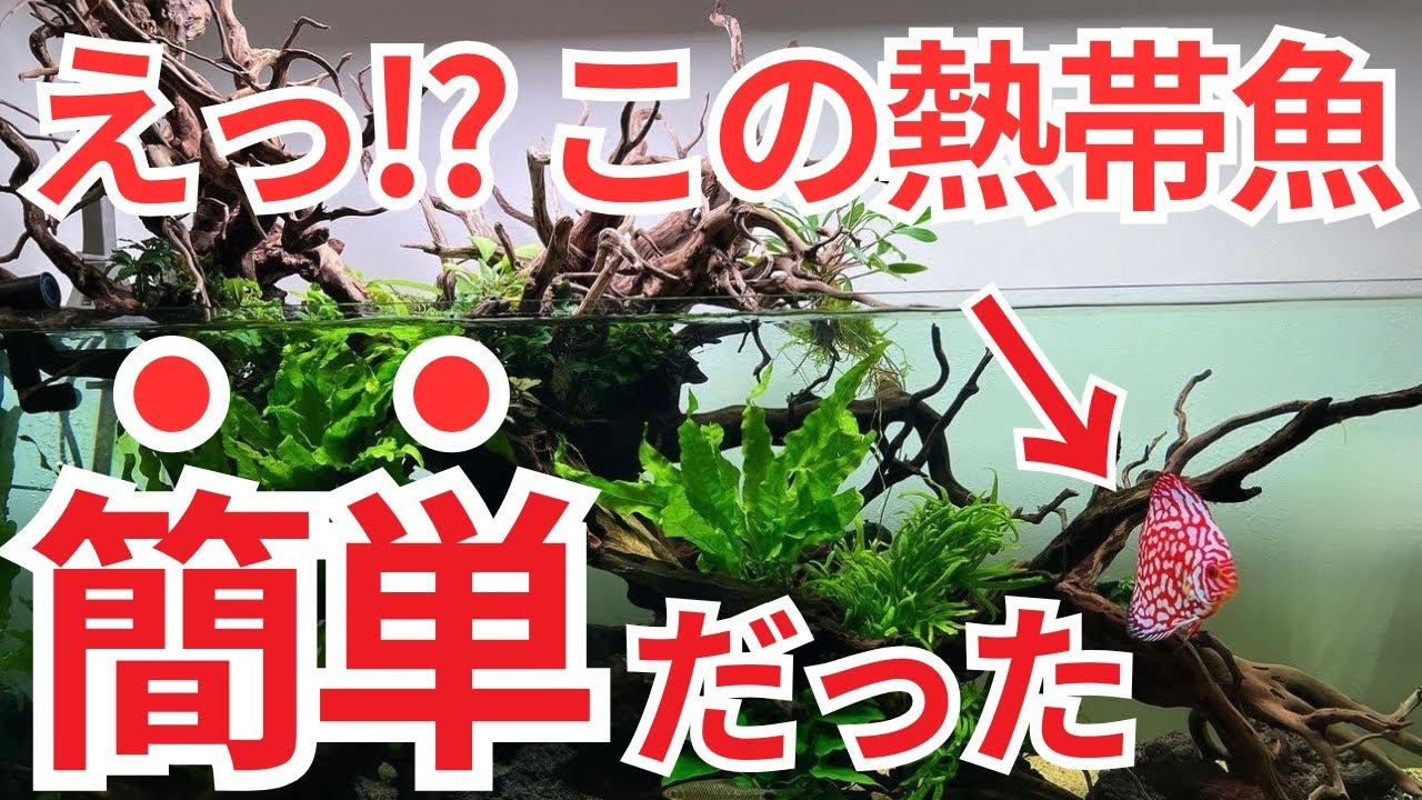 諦めていた熱帯魚、じつは飼育が簡単だった!! 驚きの熱帯魚を紹介