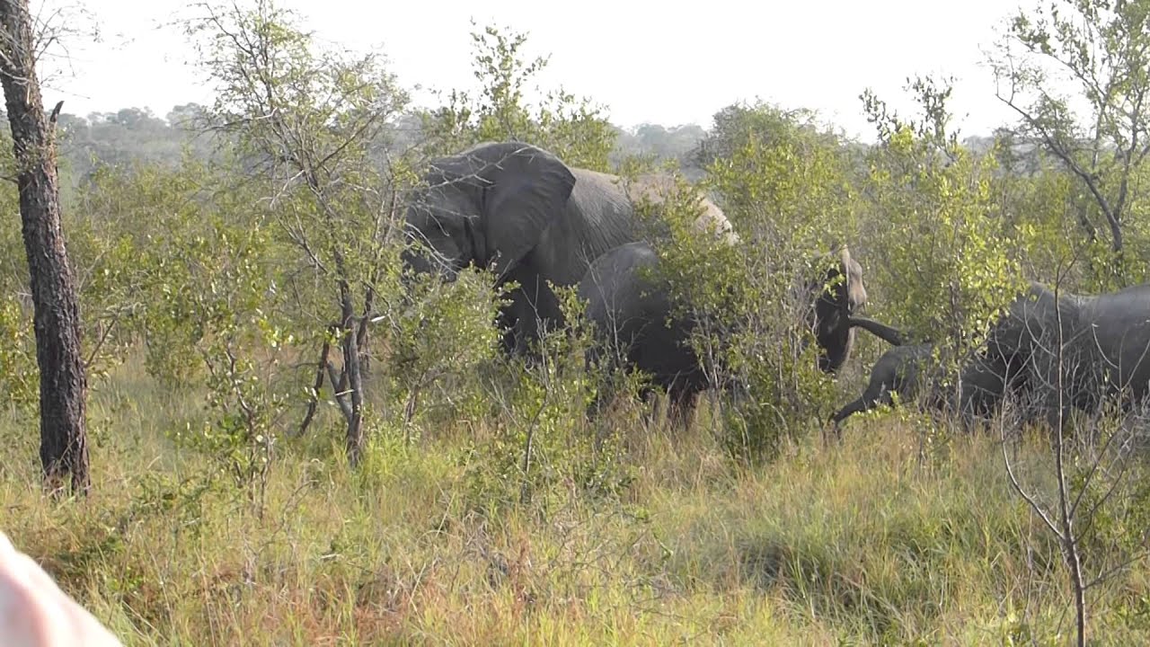 Male Elephant mounts female at Kruger National Park