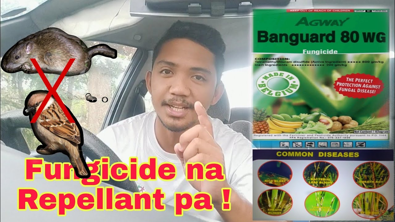 Banguard 80WG Fungicide | Pwede ring Pantaboy ng Maya at Daga | Birds and Rodents Repellant