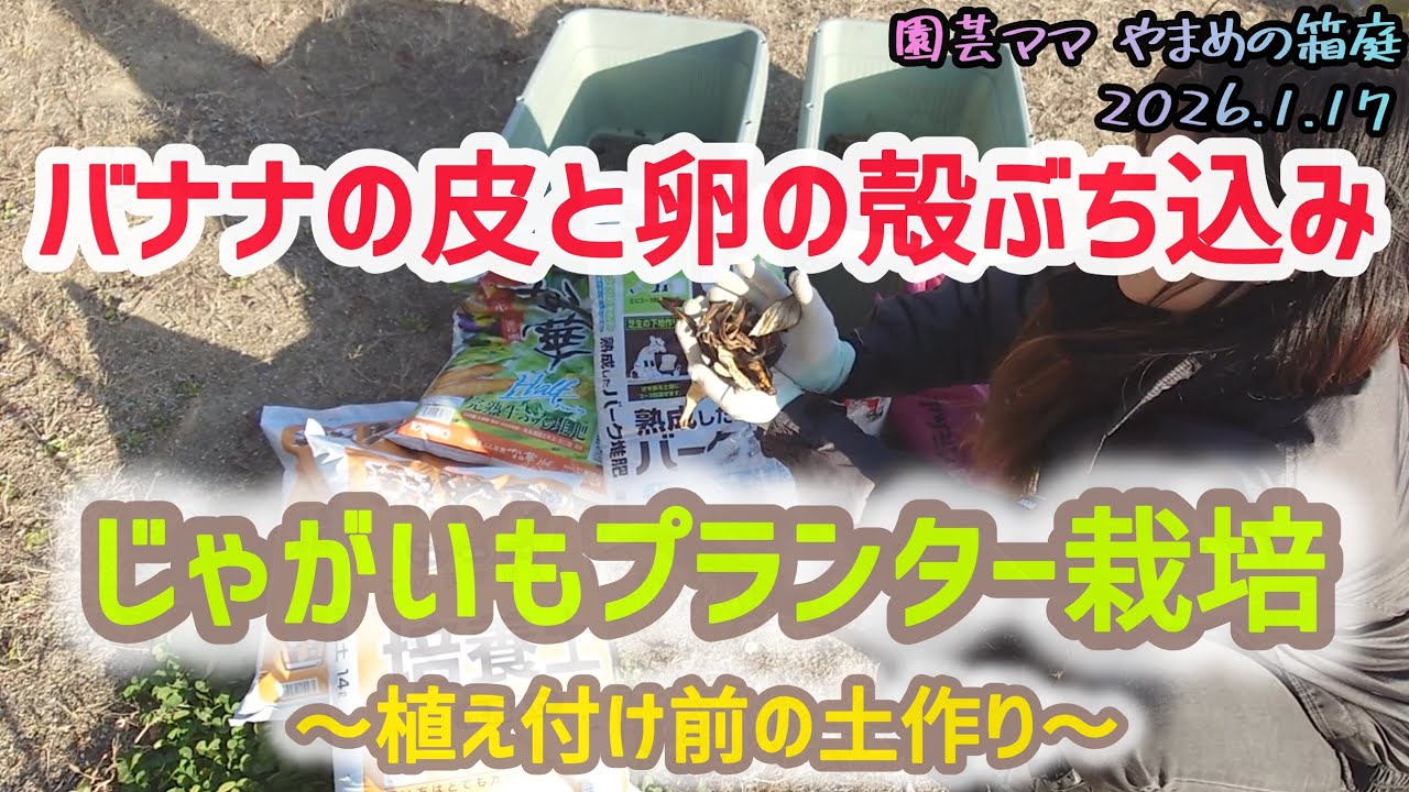 じゃがいもプランター栽培 はりきって土作りしてみた