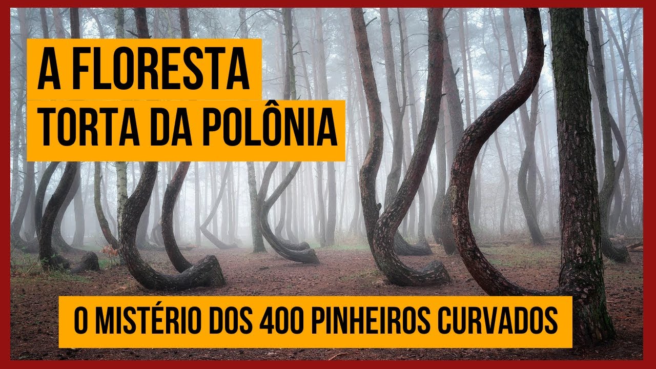 A FLORESTA TORTA