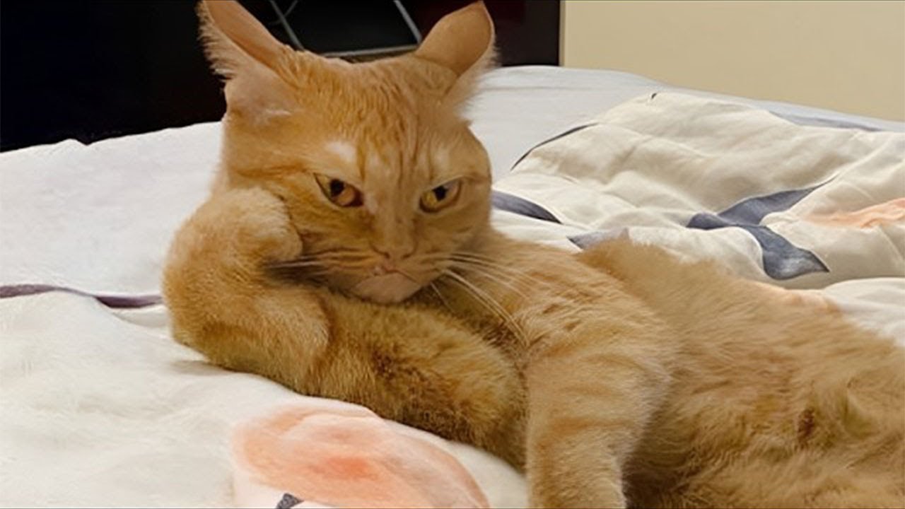 You Can’t Stop Laughing At These Cats 😂 TOP Funny Cats Video 2026