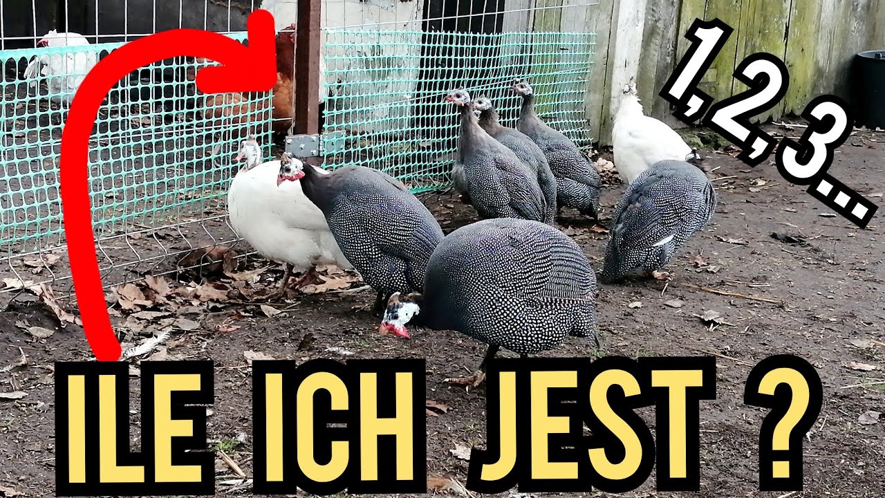 Ile mam perliczek?
