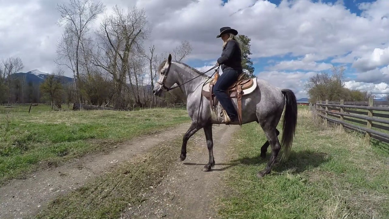 Missouri Foxtrotter, Stevensville Montana, Gunslingers Diego