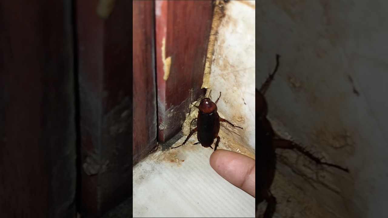 1,2,3 старт таракан #шорты #тренды #блогЭймана #таракан