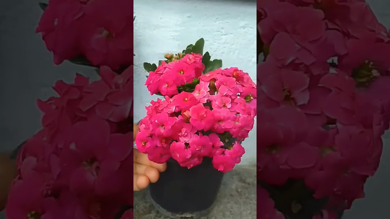 Como  cuidar kalanchoe ou  flor da fortuna #kalanchoe #plantas #flores #suculentas #shorts