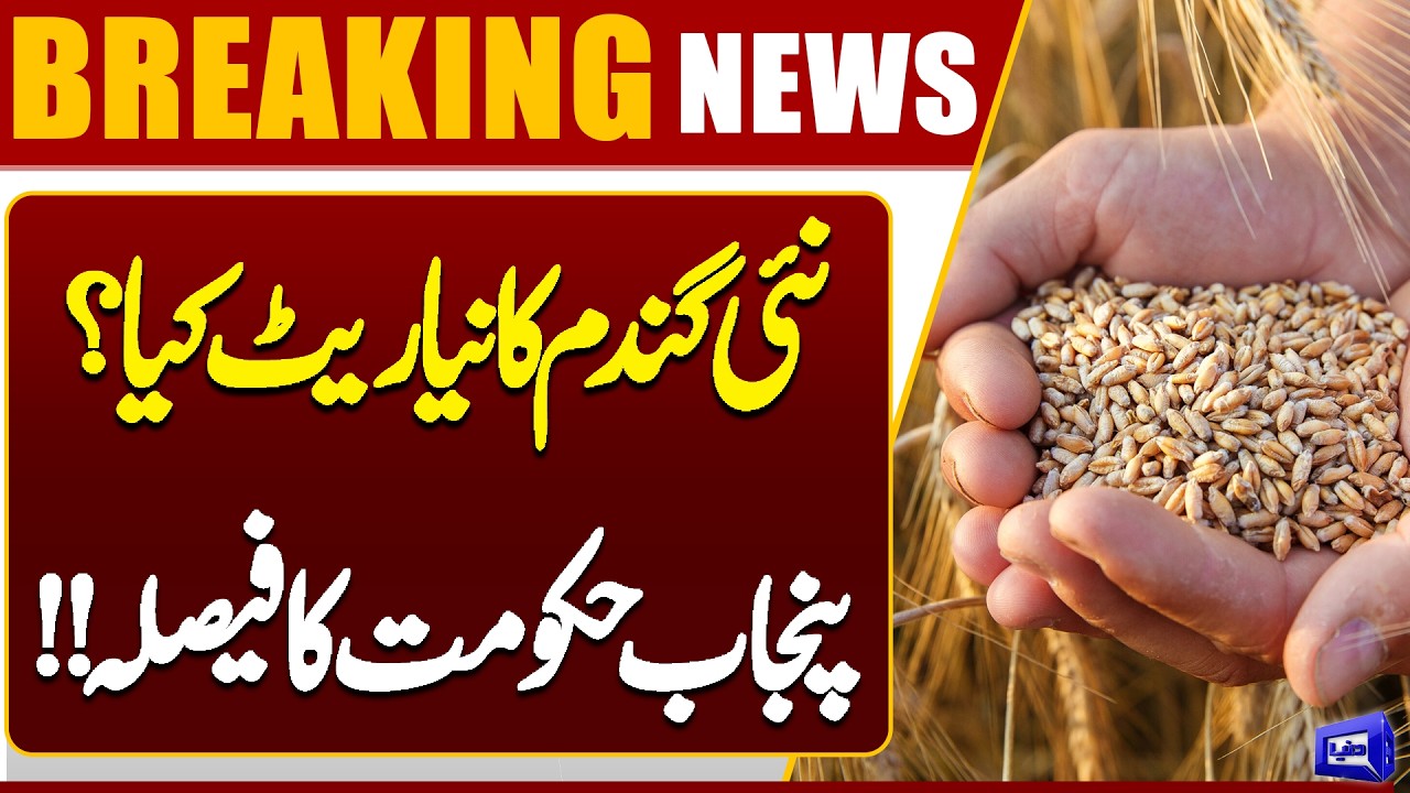 Punjab Government Begins Preparations for New Wheat Procurement | Dunya news